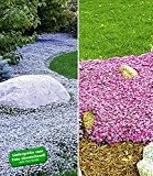 BALDUR-Garten Bodendecker-Kollektion pink und blau,6 Pflanzen