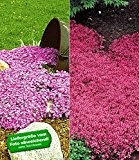 BALDUR-Garten Bodendecker-Kollektion rosa und rot 6 Pflanzen Phlox und Thymian