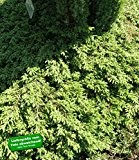 BALDUR-Garten Bodendecker Kriech-Wacholder 'Green Carpet', 1 Pflanze Juniperus communis