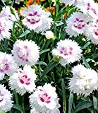 BALDUR-Garten Bodendecker-Nelke Diantica® "White & Eye",3 Pflanzen