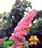 BALDUR-Garten Buddleia Sommerflieder 'Pink Delight', 1 Pflanze Buddleja davidii