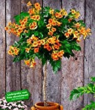 BALDUR-Garten Campsis-Stämmchen 'Indian Summer®' Trompetenblume, 1 Pflanze