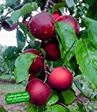 BALDUR-Garten Cherrykose®' Kreuzung aus Kirschpflaume & Aprikose, 1 Pflanze