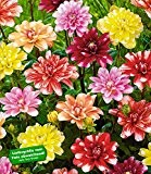 BALDUR-Garten Dahlien-Mix "Waterlilies" 4 Knollen Dahlia Seerosendahlie