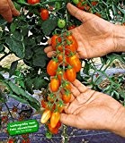 BALDUR-Garten Dattel-Tomate "Orange Fizz" F1,2 Pflanzen Tomatenpflanze Kirschtomate