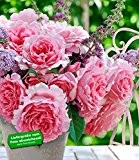 BALDUR-Garten Delbard Kletter-Rose Bienvenue® 1 Pflanze Duftrose