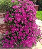 BALDUR-Garten Delosperma "Cooperi",3 Pflanzen