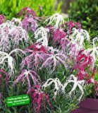 BALDUR-Garten Dianthus 'Dancing Geisha' Nelken, 3 Pflanzen
