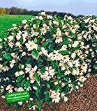 BALDUR-Garten Duft-Magnolien-Hecke "Fairy",1 Pflanze Michelia "Fairy Magnolia®" Heckenpflanze