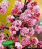 BALDUR-Garten Duft-Schneeball "Dawn" Viburnum bodnantense Winterschneeball 1 Pflanze