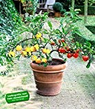 BALDUR-Garten DUO-Obst Apfelbaum 1 Pflanze Malus domestica „Elstar“ und „Golden Delicious“