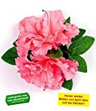 BALDUR-Garten Durchblühende Azalee "Bloom-A-Thon®" pink 1 Pflanze Rhododendron winterhart