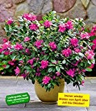 BALDUR-Garten Durchblühende Azalee "Bloom-A-Thon®" purple 1 Pflanze Rhododendron