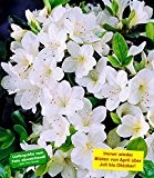 BALDUR-Garten Durchblühende Azalee "Bloom-A-Thon®" weiß 1 Pflanze Rhododendron winterhart