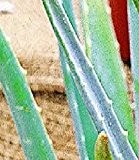 BALDUR-Garten Echte Aloe Vera Pflanze, 1 Pflanze