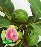 BALDUR-Garten Echte Guave 1 Pflanze Psidium guajava