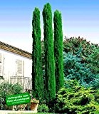 BALDUR-Garten Echte Toskana 'Säulen-Zypressen', 1 Pflanze, Cupressus sempervirens pyramidalis