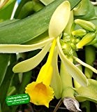 BALDUR-Garten Echte Vanille Pflanze, 1 Topf Vanilla planifolia, Orchidee