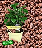 BALDUR-Garten Echter Kaffee Kaffeepflanze Coffea arabica, 1 Pflanze