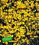 BALDUR-Garten Echter Winter-Jasmin, 1 Pflanze, Jasminum nudiflorum