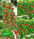 BALDUR-Garten Erdbeer-Kollektion "Hummi®",4 Pflanzen