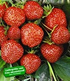 BALDUR-Garten Erdbeere Hummi®´s® 'Sengana Selektion', 6 Pflanzen Fragaria