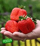 BALDUR-Garten Erdbeere 'Sweet Mary XXL®', 3 Pflanzen Fragaria