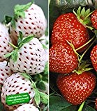 BALDUR-Garten Erdbeeren-Raritäten-Kollektion 'Sengana Selektion &'Natural White®', 9 Pflanzen Fragaria
