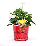 BALDUR-Garten Erdbeerpflanze mit Früchten im Papier-Übertopf,1 Pflanze