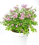 BALDUR-Garten Flieder "Flowerfest Pink®",1 Pflanze