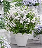 BALDUR-Garten Flieder "Flowerfest White®",1 Pflanze
