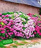 BALDUR-Garten Freiland-Hortensien-Hecke 'Pink-rosé', Rosa Bauernhortensie 3 Pflanzen Hydrangea