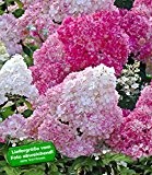 BALDUR-Garten Freiland-Hortensien 'Vanille Fraise®', 1 Pflanze, Hydrangea paniculata