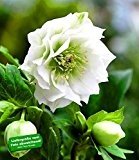 BALDUR-Garten Gefüllte Christrose "Double Ellen® White" 1 Pflanze Helleborus
