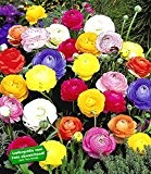 BALDUR-Garten Gefüllte Ranunkeln, 30 Stück Blumenzwiebeln