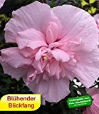 BALDUR-Garten Gefüllter Hibiskus Chiffon pink 1 Pflanze Hibiscus syriacus winterhart
