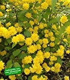 BALDUR-Garten Gefüllter Ranunkelstrauch, 1 Pflanze Kerria japonica 'Pleniflora'