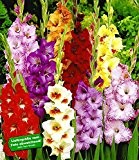 BALDUR-Garten Gladiolen-Mischung,100 Zwiebeln Gladiolus 100 Stück zum Sonderpreis
