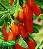 BALDUR-Garten Goji Beere 'Superfruit', 2 Pflanzen Lycium barbarum