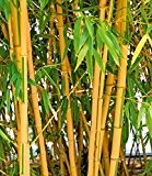BALDUR-Garten Goldener Peking Bambus,1 Pflanze