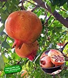 BALDUR-Garten Granatapfel, 1 Pflanze Punica granatum