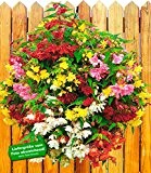 BALDUR-Garten Hänge-Begonien-Mix "Illumination",4 Pflanzen Begonia Mischung
