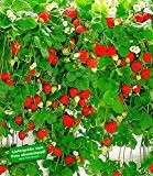 BALDUR-Garten Hänge-Erdbeere "Hummi®",3 Pflanzen