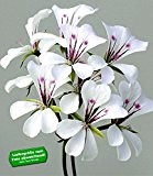 BALDUR-Garten Hänge-Geranien "White Glacier®",3 Pflanzen Pelargonium peltatum Hängegeranie weiß