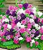 BALDUR-Garten Hänge-Petunien "Viva" Prachtmix,12 Pflanzen Petunia gefüllte großblumige Hängepetunie pink blau weiß violett