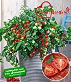BALDUR-Garten Hänge-Tomate Heartbreakers® "Vallery" F1,2 Pflanzen Tomatenpflanze hängend