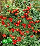 BALDUR-Garten Hänge-Tomate "Tasty Tumbler" 2 Pflanzen Lycopersicon Cherrytomaten