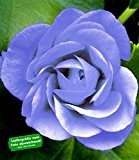 BALDUR-Garten Hängende Geranie PAC "Blue Sybil®",3 Pflanzen Pelargonium peltatum