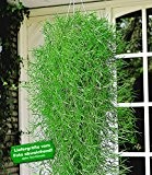 BALDUR-Garten Hängender Bambus "Green Twist",1 Pflanze Bambuspflanze hängend oder Bodendecker