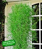 BALDUR-Garten Hängender Bambus "Green Twist",2 Pflanzen Bambuspflanze hängend oder Bodendecker